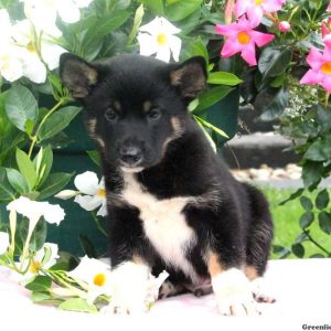 Bailey, Shiba Inu Mix Puppy