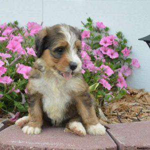 Bailey, Bernedoodle Puppy