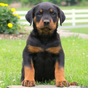 Bailey, Rottweiler Puppy