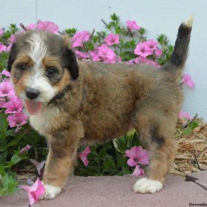 Bailey, Bernedoodle Puppy