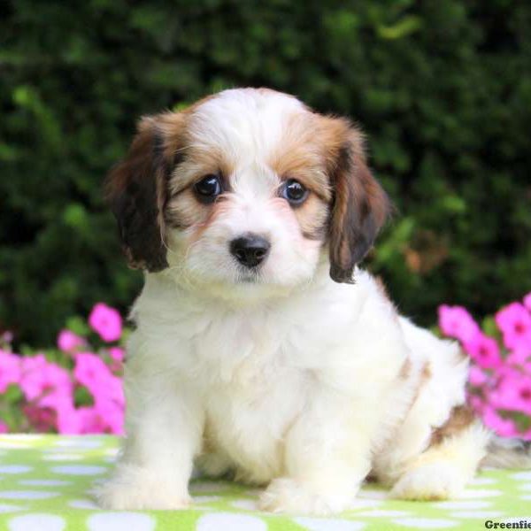 Barb, Cavachon Puppy