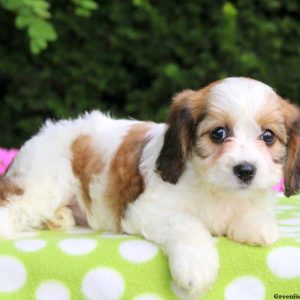 Barb, Cavachon Puppy