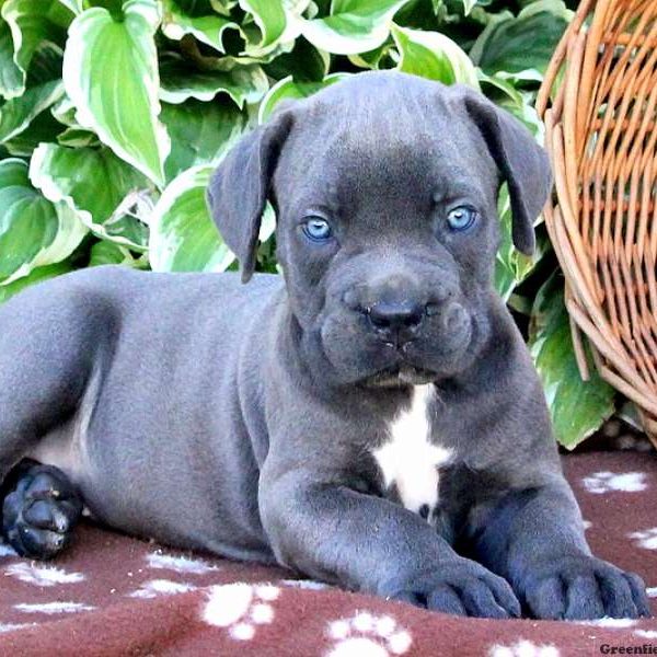 Barbie, Cane Corso Puppy