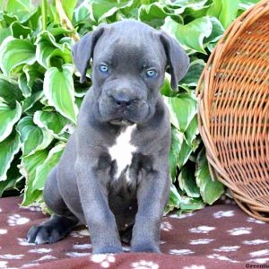 Barbie, Cane Corso Puppy