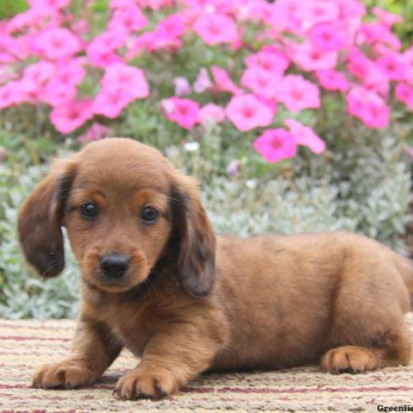 Barney, Dachshund Puppy