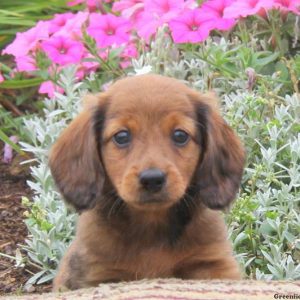 Barney, Dachshund Puppy