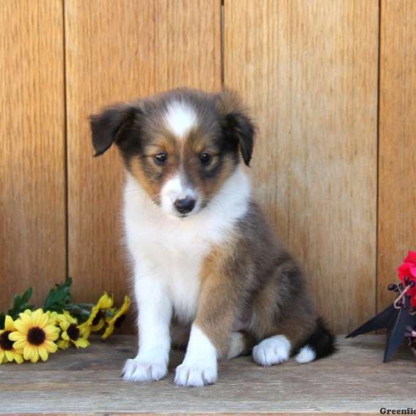 Barry, Shetland Sheepdog Puppy