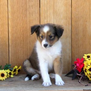 Barry, Shetland Sheepdog Puppy