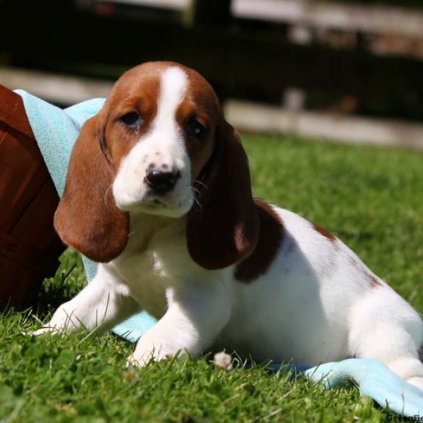 Basset Hound