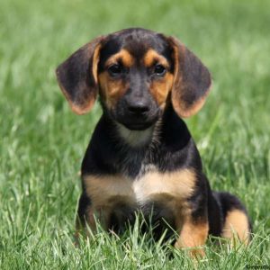 Basset Hound Mix