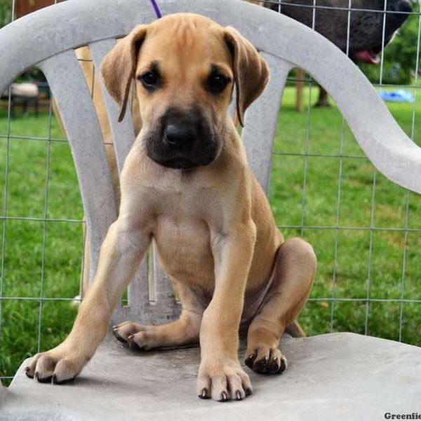 Baxter, Great Dane Puppy