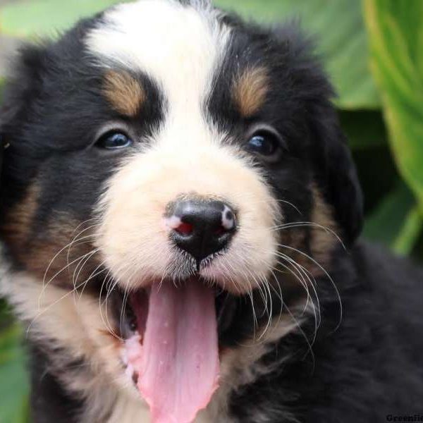 Baxter, Bernese Mountain Dog Puppy