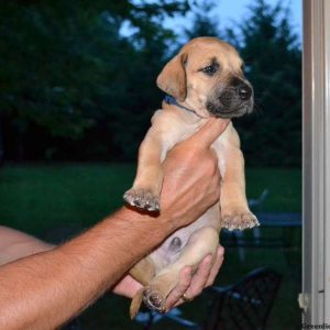 Baxter, Great Dane Puppy