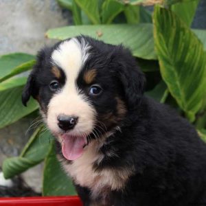 Baxter, Bernese Mountain Dog Puppy