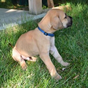 Baxter, Great Dane Puppy