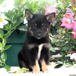 Baylor, Shiba Inu Mix Puppy