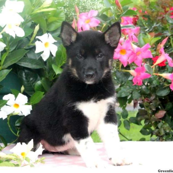 Bea, Shiba Inu Mix Puppy