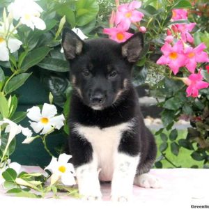 Bea, Shiba Inu Mix Puppy