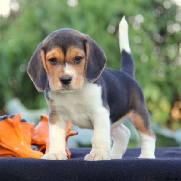 Beagle