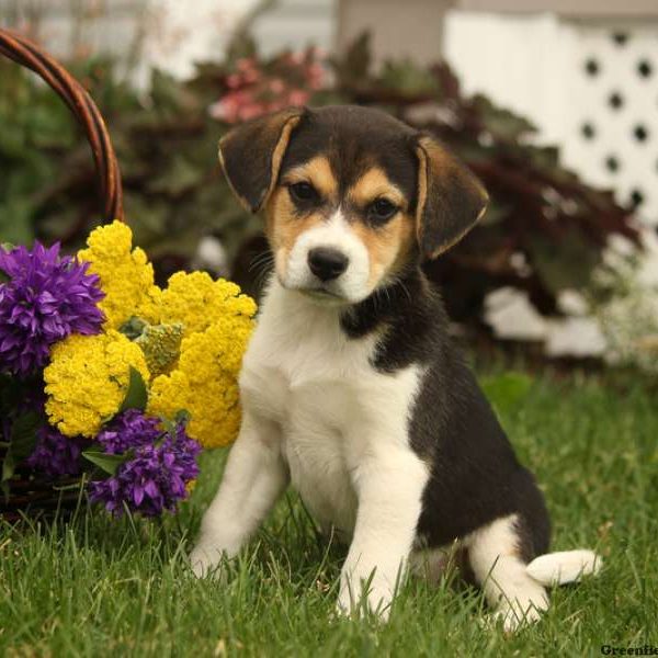 Beagle Mix