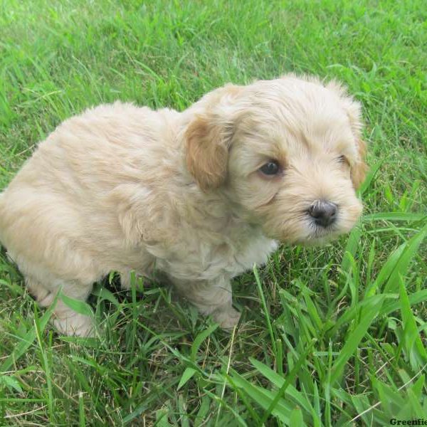 Bear, Morkie-Poo Puppy