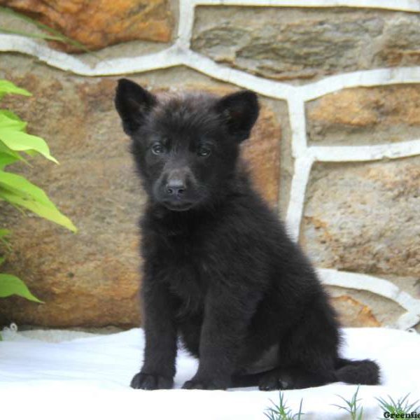 Bear, German Shepherd Puppy