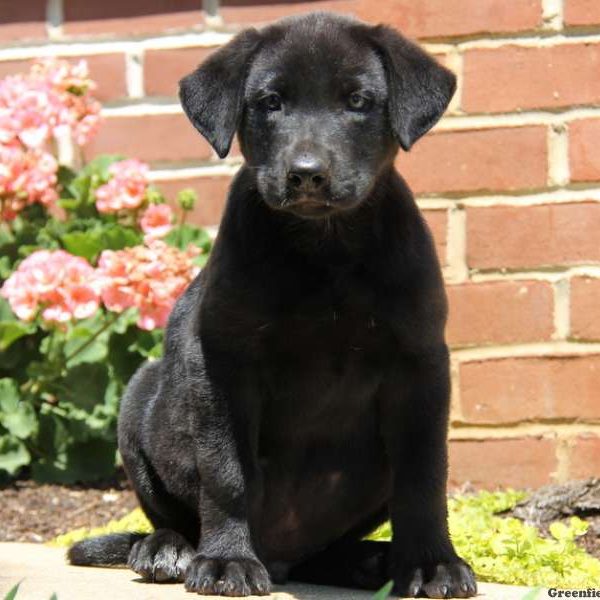 Bear, German Shepherd Mix Puppy