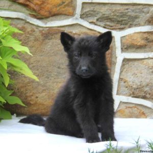 Bear, German Shepherd Puppy