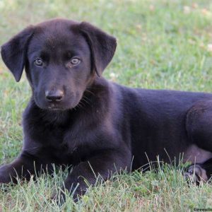 Bear, German Shepherd Mix Puppy