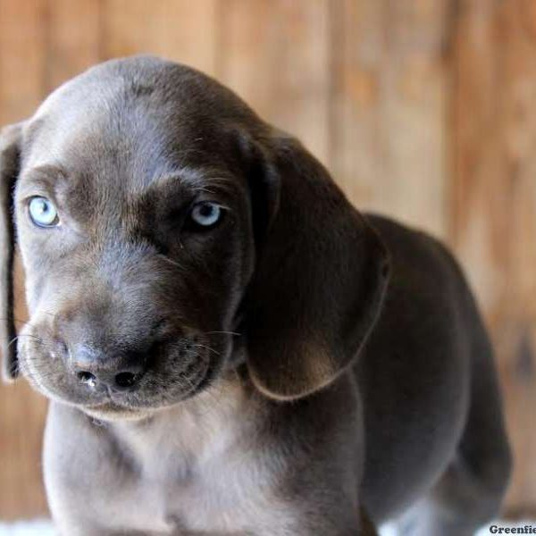 Beau, Weimaraner Puppy