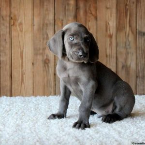 Beau, Weimaraner Puppy