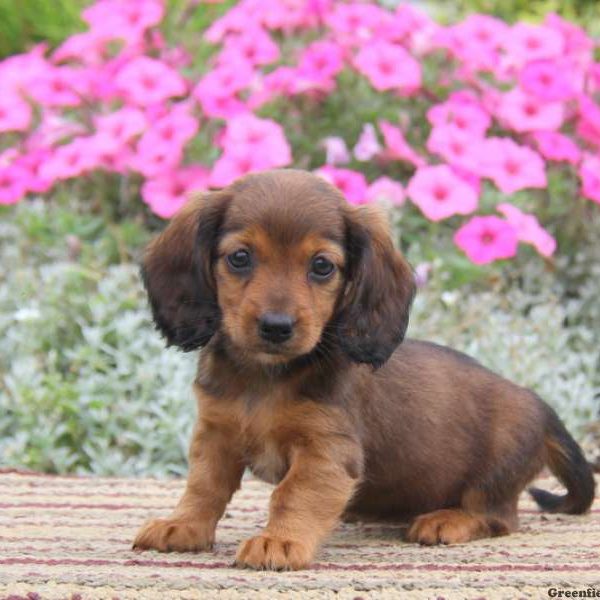 Beauty, Dachshund Puppy