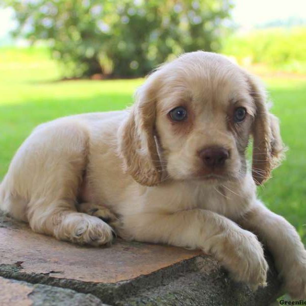 Beauty, Cocker Spaniel Puppy