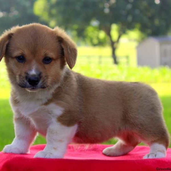 Beauty, Pembroke Welsh Corgi Puppy