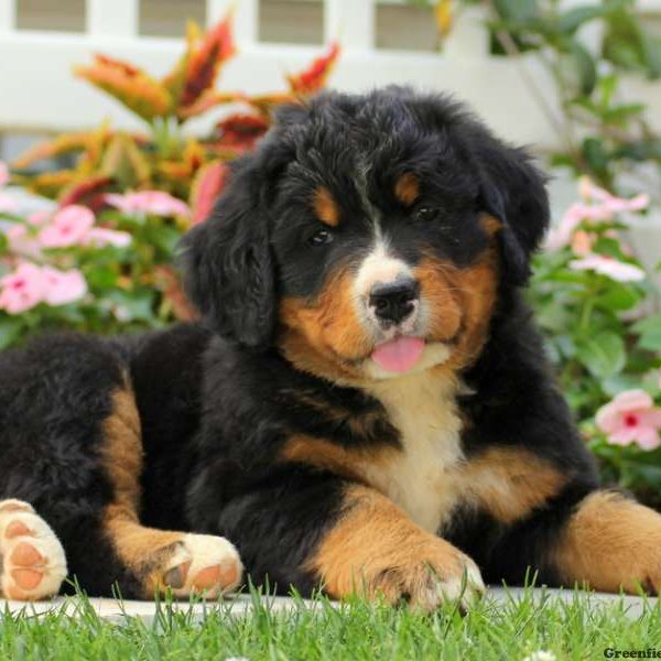 Beauty, Bernese Mountain Dog Puppy