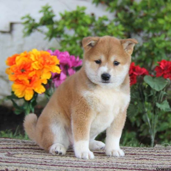 Beauty, Shiba Inu Puppy