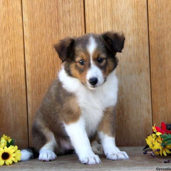 Beauty, Shetland Sheepdog Puppy