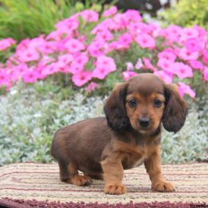 Beauty, Dachshund Puppy