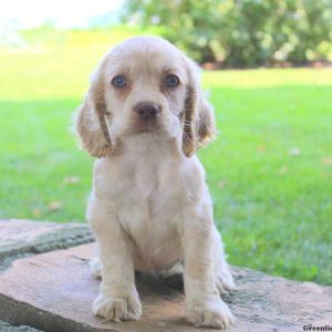 Beauty, Cocker Spaniel Puppy