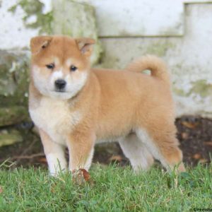 Beauty, Shiba Inu Puppy