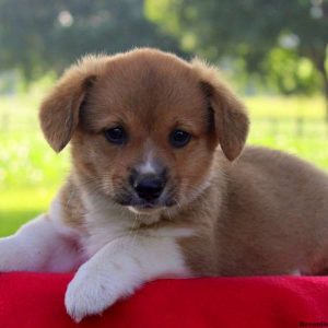 Beauty, Pembroke Welsh Corgi Puppy