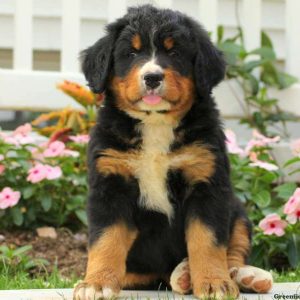 Beauty, Bernese Mountain Dog Puppy