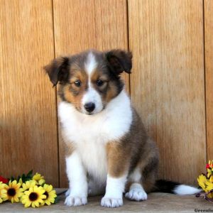 Beauty, Shetland Sheepdog Puppy