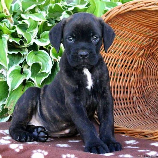 Beck, Cane Corso Puppy