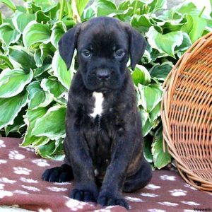 Beck, Cane Corso Puppy