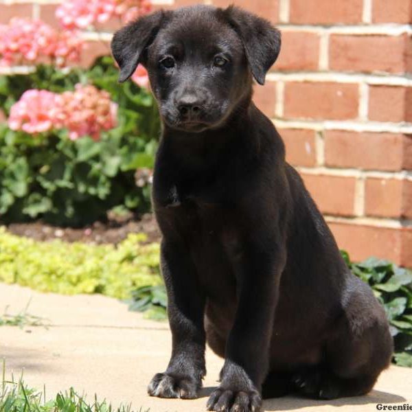 Becky, German Shepherd Mix Puppy