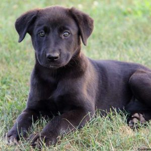 Becky, German Shepherd Mix Puppy