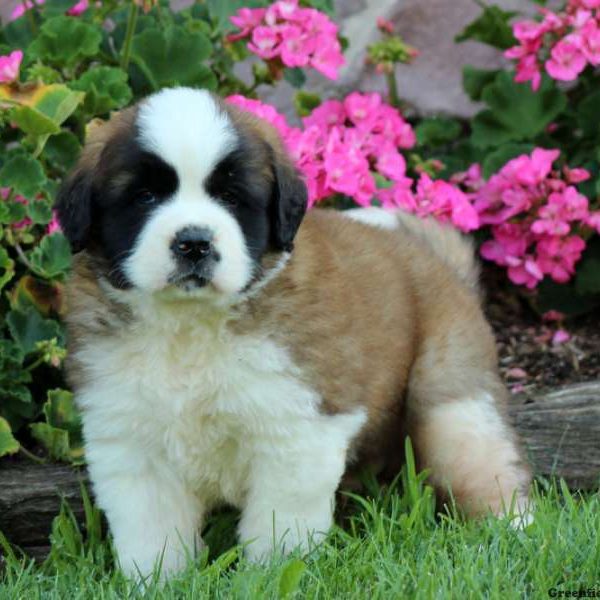 Beethoven, Saint Bernard Puppy