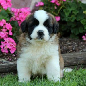 Beethoven, Saint Bernard Puppy