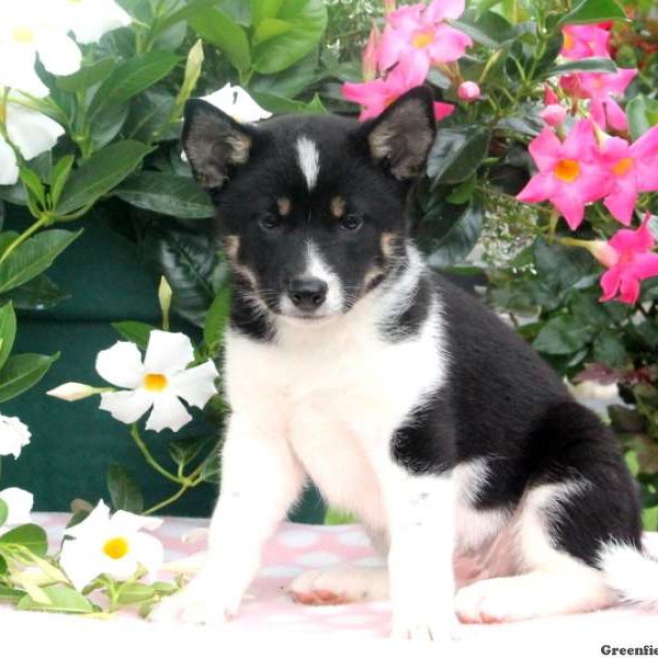 Bekah, Shiba Inu Mix Puppy